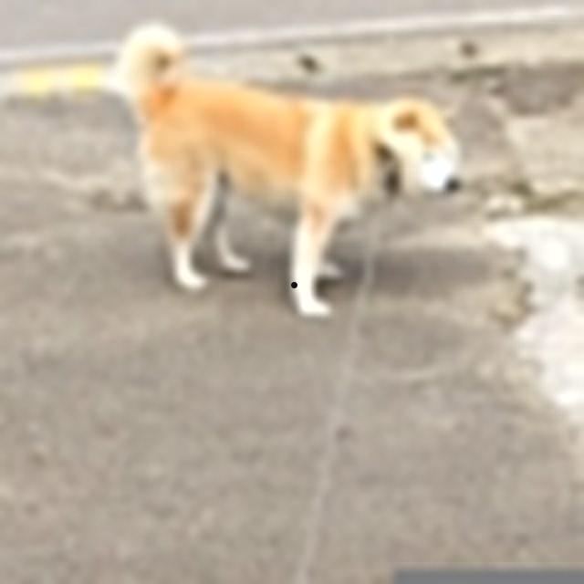 在哪里看的到 电影版 寻秦记