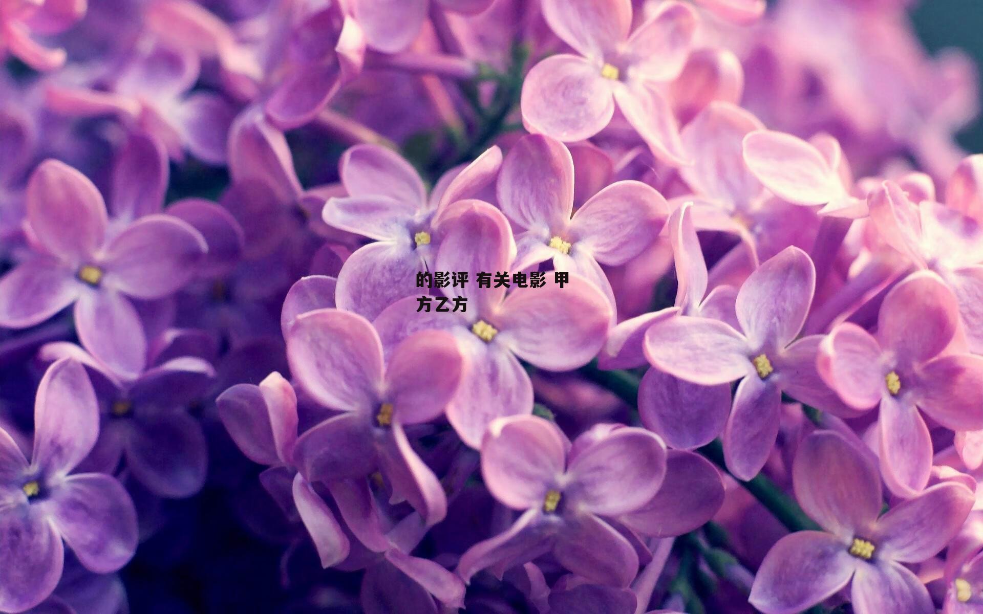 的影评 有关电影 甲方乙方